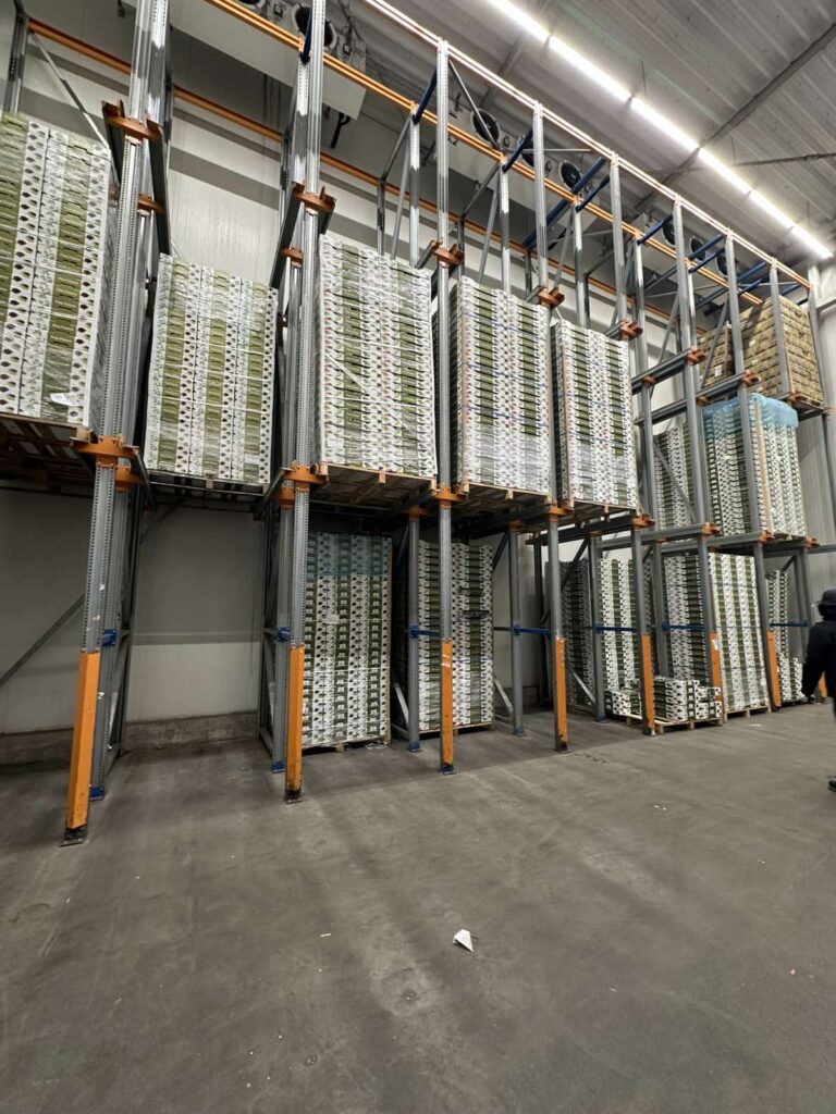 Mitachi Dental Studio