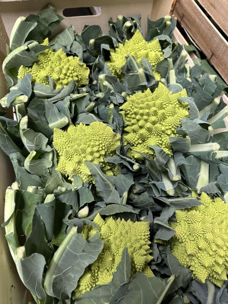 Mitachi Dental Studio