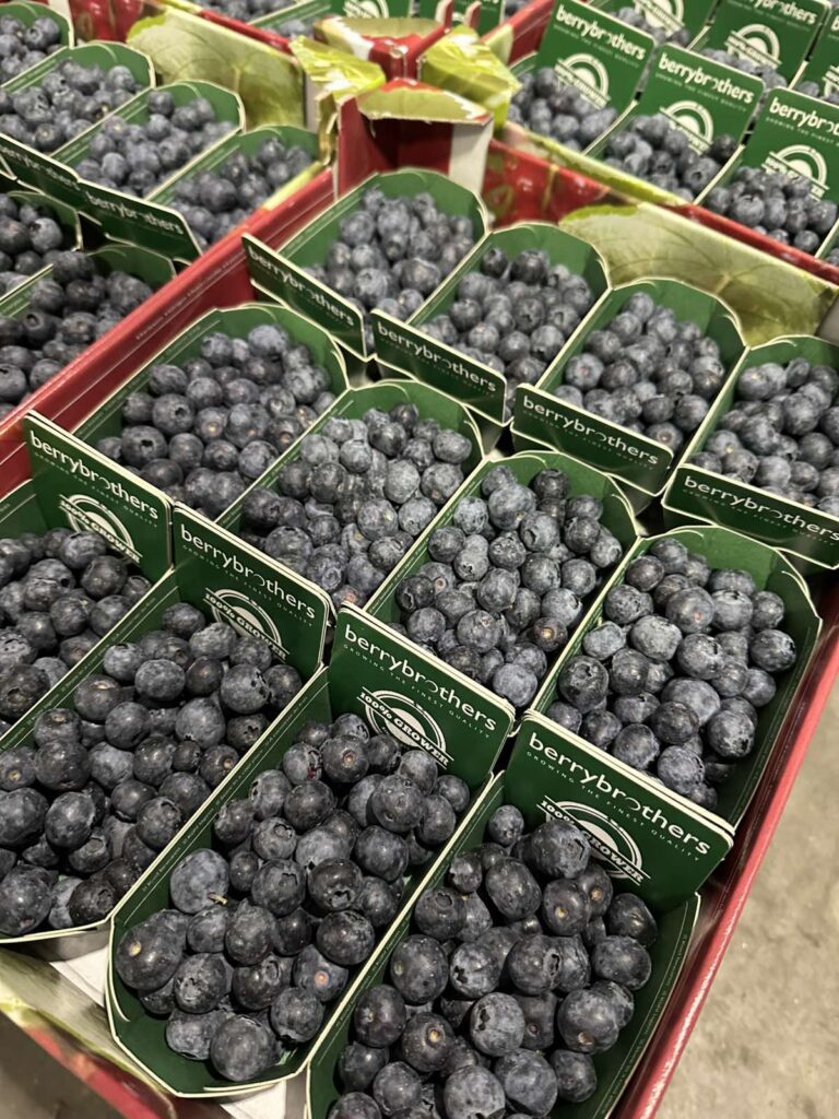 Mitachi Dental Studio